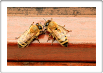 honey-bees-1568944