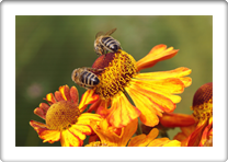 honey-bees-6574243